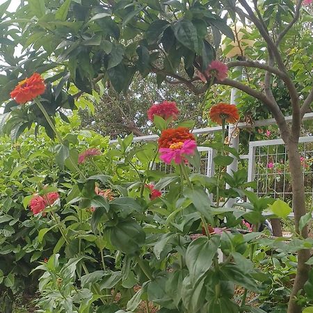 הימארה Garden Rooms מראה חיצוני תמונה