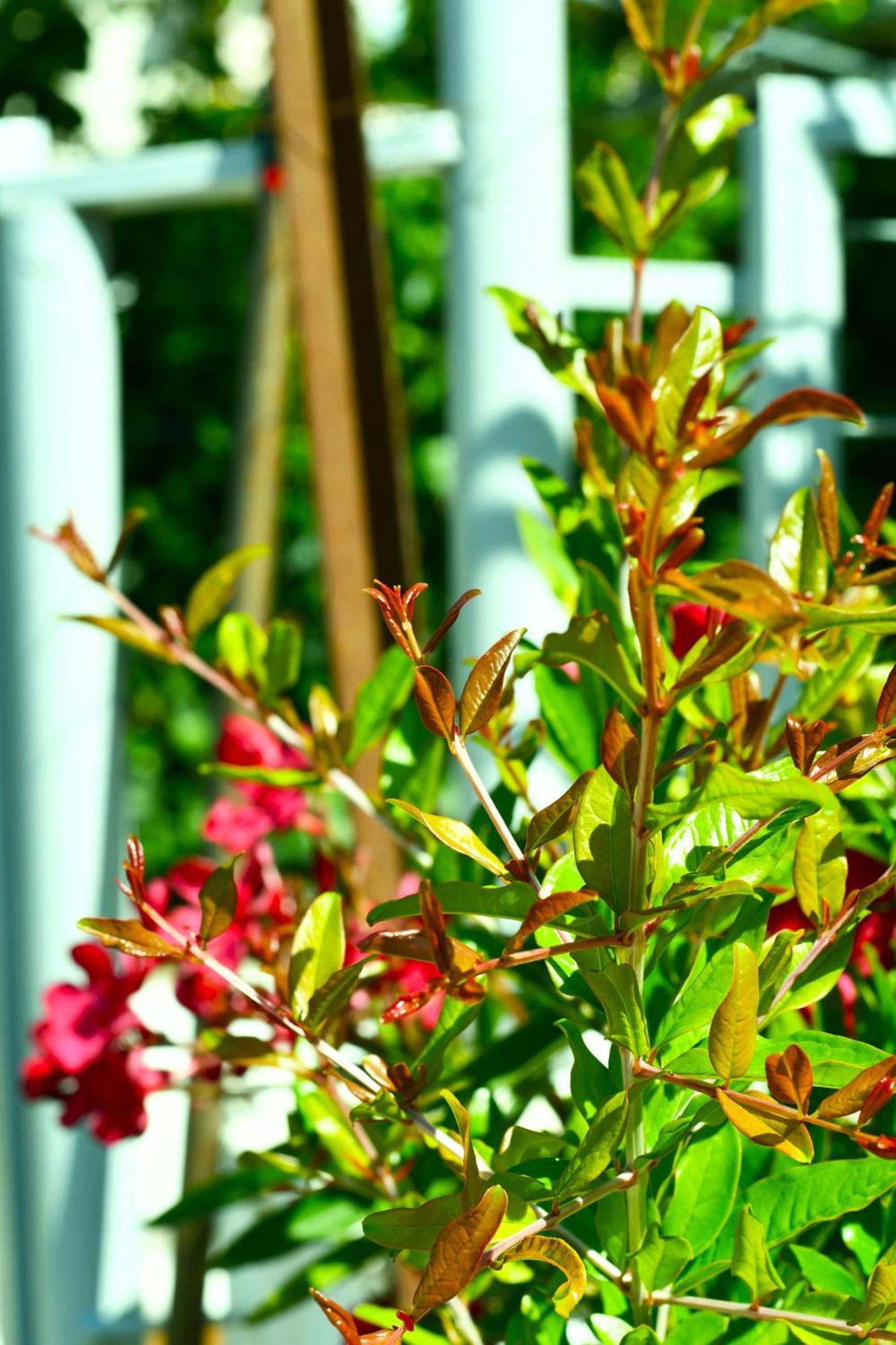 הימארה Garden Rooms מראה חיצוני תמונה