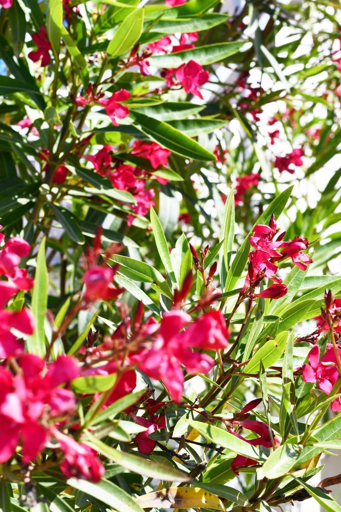 הימארה Garden Rooms מראה חיצוני תמונה
